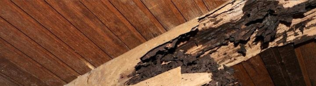 Descupinização no telhado em são Bernardo do campo  24 HORAS